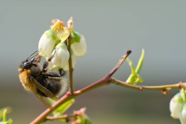 Nektar toplamak için bir çiçeğin üzerindeki yaban arısı. Doğada polen saçan böcekler. Hayvan fotoğrafı.