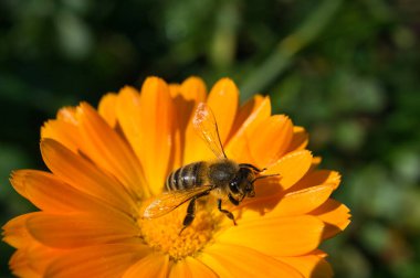 Bal arısı bir çiçeğin nektarını topluyor. Doğadan gelen böcek fotoğrafı. Hayvan Fotoğrafı