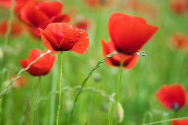 Kırmızı yapraklı bir çayırda mısır haşhaşı. Doğadan gelen kır çiçeği. Yeşil çevrede kırmızı renk lekeleri