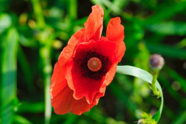 Kırmızı yapraklı bir çayırda mısır haşhaşı. Doğadan gelen kır çiçeği. Yeşil çevrede kırmızı renk lekeleri