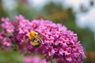 Nektar toplamak için bir çiçeğin üzerindeki yaban arısı. Doğada polen saçan böcekler. Hayvan fotoğrafı.