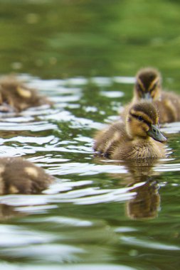 Mallard ördekleri suda yüzüyor. Yumuşak tüylü sevimli bir çocuk. Doğadan gelen kuş. Vahşi hayvan.