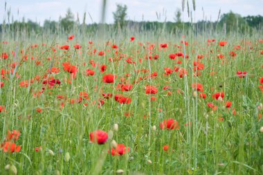 Mısır tarlasında kırmızı yapraklı mısır haşhaşı. Yeşil çevrede kırmızı renk lekeleri var. Doğadan gelen yabani çiçek..