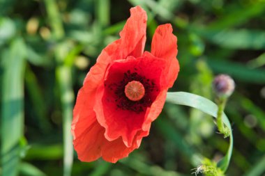 Kırmızı yapraklı bir çayırda mısır haşhaşı. Doğadan gelen kır çiçeği. Yeşil çevrede kırmızı renk lekeleri