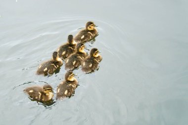 Suda yüzen bir grup ördek yavrusu. Yumuşak tüylü sevimli genç kuşlar. Doğadan gelen kuşlar. Vahşi hayvanlar.