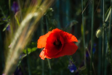 Kırmızı yapraklı bir çayırda mısır haşhaşı. Doğadan gelen kır çiçeği. Yeşil çevrede kırmızı renk lekeleri