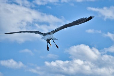Martı gökyüzünde uçuyor. Arka planda beyaz bulutlar var. Sahilden bir kuş. Bir martının doğasından hayvan fotoğrafı.