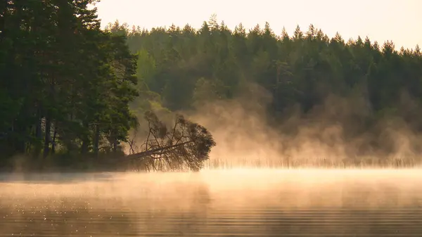 stock image Fog damage over a lake in Sweden. Dead tree protruding into the water at dawn. Scandinavian nature