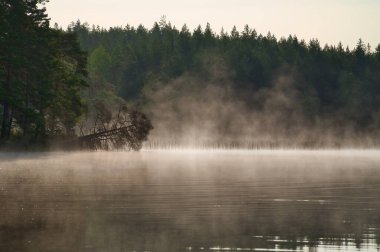 Fog damage over a lake in Sweden. Dead tree protruding into the water at dawn. Scandinavian nature clipart