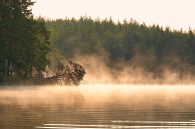 Fog damage over a lake in Sweden. Dead tree protruding into the water at dawn. Scandinavian nature clipart