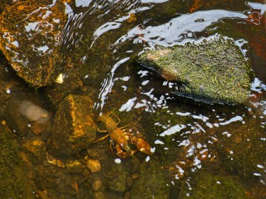 Çakıl taşlı bir akarsuda kerevit. Doğada kerevit. Yemek için lezzet. İskandinavya 'da vahşi bir hayvan