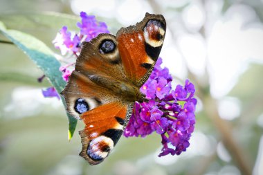 Tavus kuşu kelebeği, çiçek üzerindeki kelebek. Kelebek çalısı ve pembe çiçekler. Bir çiçekte böcek resmi