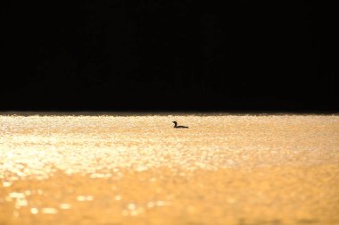 Şafak vakti İsveç gölünde ışıldayan suyla muhteşem bir kuş. İskandinavya 'daki bir hayvanın doğa fotoğrafı.