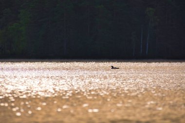 Şafak vakti İsveç gölünde ışıldayan suyla muhteşem bir kuş. İskandinavya 'daki bir hayvanın doğa fotoğrafı.