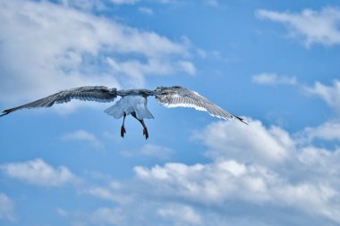 Martı gökyüzünde uçuyor. Arka planda beyaz bulutlar var. Sahilden bir kuş. Bir martının doğasından hayvan fotoğrafı.