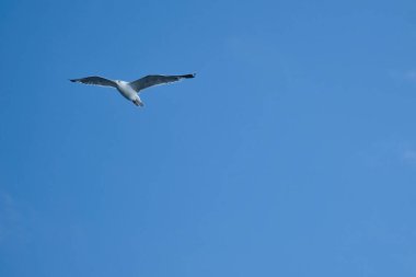 Martı gökyüzünde uçuyor. Arka planda beyaz bulutlar var. Sahilden bir kuş. Bir martının doğasından hayvan fotoğrafı.