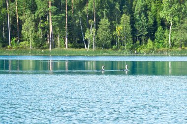İsveç gölündeki büyük dalgıç kuşu, sahildeki ağaçların önünde. Mavi su vahşi doğa. Kuzeydeki İskandinav yaban hayatı