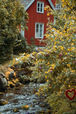 Apple tree with apples by a stream, in front of a red Swedish house with garden in autumn. Swedish nature clipart