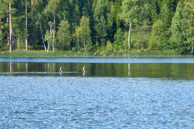 İsveç gölündeki büyük dalgıç kuşu, sahildeki ağaçların önünde. Mavi su vahşi doğa. Kuzeydeki İskandinav yaban hayatı