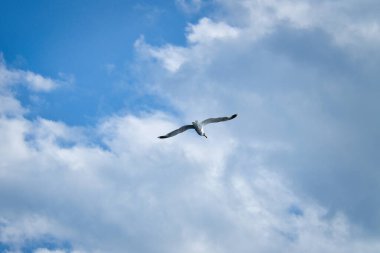 Martı gökyüzünde uçuyor. Arka planda beyaz bulutlar var. Sahilden bir kuş. Bir martının doğasından hayvan fotoğrafı.