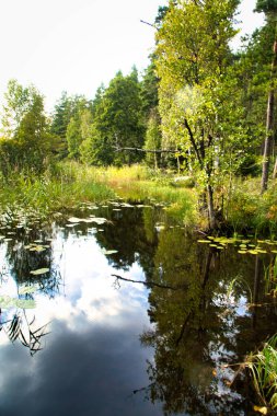 İsveç 'te göl. Su zambakları ve sazlıklar suda. Kıyıdaki ağaçlar. İskandinav doğası