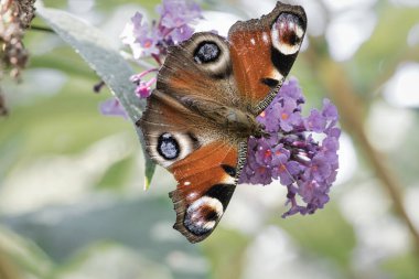 Tavus kuşu kelebeği, çiçek üzerindeki kelebek. Kelebek çalısı ve pembe çiçekler. Bir çiçekte böcek resmi