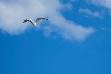 Martı gökyüzünde uçuyor. Arka planda beyaz bulutlar var. Sahilden bir kuş. Bir martının doğasından hayvan fotoğrafı.