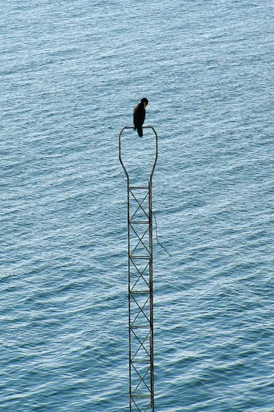 Sakin bir su yüzeyinin üzerinde metal, dar bir yapı üzerinde siyah bir karabatak kuşu. Arka plan dalgalı, mavi suyla karakterize edilir..