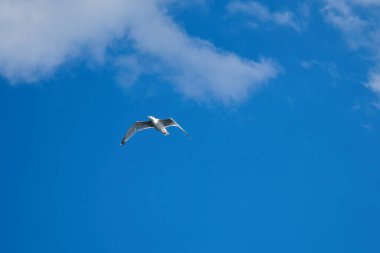 Martı gökyüzünde uçuyor. Arka planda beyaz bulutlar var. Sahilden bir kuş. Bir martının doğasından hayvan fotoğrafı.