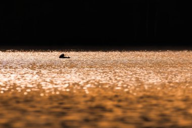 İsveç gölünün ışıltılı sularında muhteşem bir yunus kuşunun minyatür silueti. İskandinavya 'dan vahşi yaşam. Kuzeyin kaba doğası