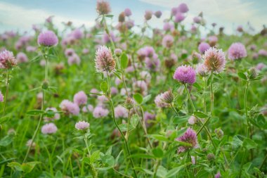 Yoncalı yaz çayırı. Yeşil çimlerde pembe ve beyaz çiçekler. Şifa ve yem bitkisi. Doğada çiçekler