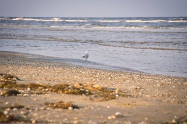 Martı, Yararlılık kıyısında sahilde yürüyor. Denizde ışık dalgaları. Bir kuşun hayvan fotoğrafı.