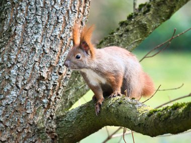 Ağacın dalında tüylü kuyruklu kırmızı sincap. Parlak renklerle bahar havası gibi.