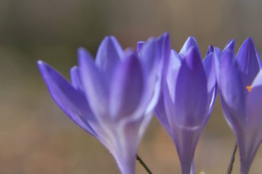 Üç mor krokus çiçeği, bireysel ve rüya gibi tasvir edilir. Hassas taç yapraklarına odaklan. Romantik çiçek resmi
