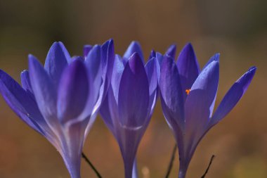 Üç mor krokus çiçeği, bireysel ve rüya gibi tasvir edilir. Hassas taç yapraklarına odaklan. Romantik çiçek resmi