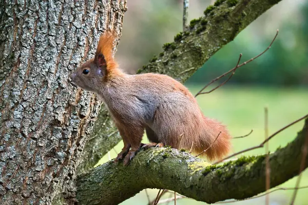 Ağacın dalında tüylü kuyruklu kırmızı sincap. Parlak renklerle bahar havası gibi.