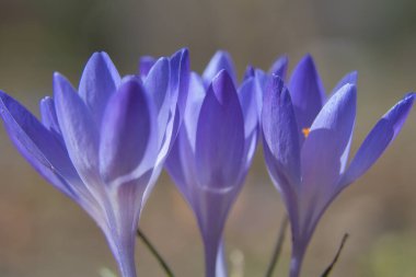 Üç mor krokus çiçeği, bireysel ve rüya gibi tasvir edilir. Hassas taç yapraklarına odaklan. Romantik çiçek resmi