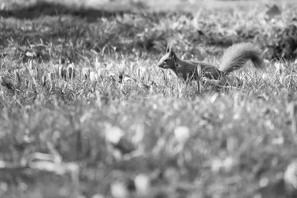 Çalı kuyruklu kırmızı sincap, güneş ışığında yeşil bir çayırda. Parlak renklerle bahar havası gibi.