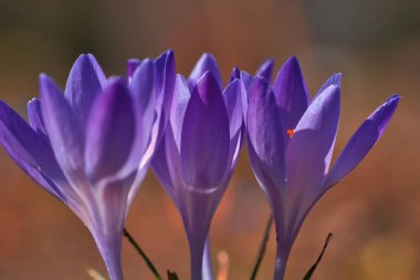Üç mor krokus çiçeği, bireysel ve rüya gibi tasvir edilir. Hassas taç yapraklarına odaklan. Romantik çiçek resmi