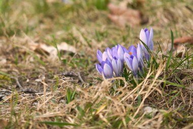 İlkbaharda bir çayırda açan mor bir krokus. Makro, hassas yapraklara odaklanmış. Doğal güzellik ve doğada yeni bir başlangıç..