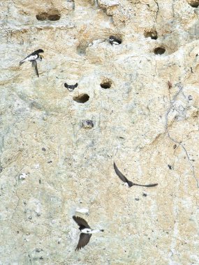 Kum kırlangıçları yuvaları olan kumlu bir uçurumun önünde uçarlar. Dinamik doğa sahnesi kuşlar, habitatlar ve vahşi yaşam fotoğrafçılığı gibi konular için idealdir.!