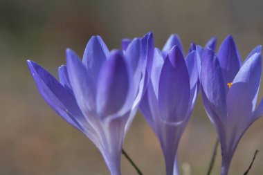 Üç mor krokus çiçeği, bireysel ve rüya gibi tasvir edilir. Hassas taç yapraklarına odaklan. Romantik çiçek resmi