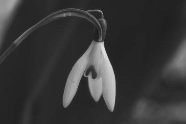 İlkbaharda, narin kar damlaları siyah beyaz çiçeklerle açar. Bu narin, beyaz çiçekler yeni bir başlangıcı ve doğanın uyanışını simgeler. Çiçeklerin makro fotoğrafları.