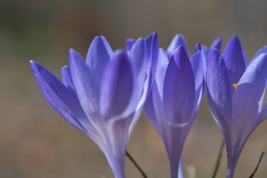 Üç mor krokus çiçeği, bireysel ve rüya gibi tasvir edilir. Hassas taç yapraklarına odaklan. Romantik çiçek resmi