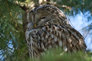Canlı yeşilliklerle çerçevelenmiş dalda uyuyan görkemli bir baykuş. Hayvan severler ve doğa sahneleri için mükemmel bir doğa çekimi..