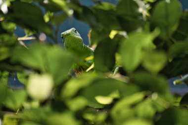 Yeşil iguana, tropikal yaprakların arasına gizlenmiş. Mükemmel bir şekilde yakalanan resim, sürüngenin doğal kamuflajını ve sakinliğini gösteriyor..