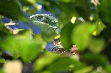Yeşil iguana, tropikal yaprakların arasına gizlenmiş. Mükemmel bir şekilde yakalanan resim, sürüngenin doğal kamuflajını ve sakinliğini gösteriyor..