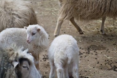 Genç kuzular kumlu zeminde birbirlerine yakın dururlar. Yumuşak bir kürk ve masum bir bakış. Doğa ve hayvan fotoğrafçılığı için şirin bir motif..