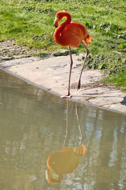 Suyun önünde yeşil çimlerle çevrili bir flamingo duruyor. Parlak turuncu rengi ve zarif bacakları resme zarafet ve karizma katar.