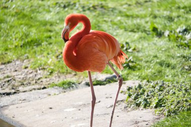 Suyun önünde yeşil çimlerle çevrili bir flamingo duruyor. Parlak turuncu rengi ve zarif bacakları resme zarafet ve karizma katar.